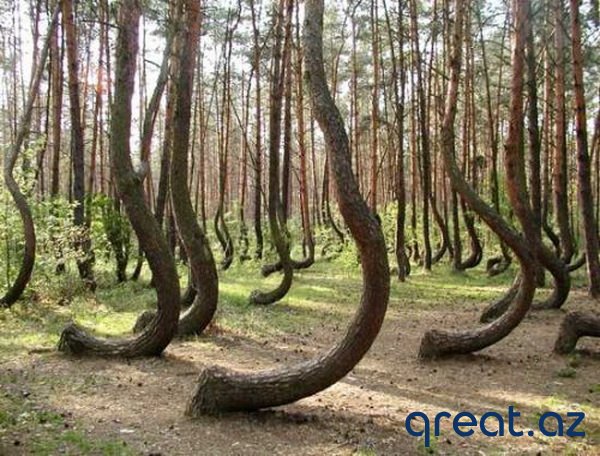 10 ən qeyri-adi ağaclar (10 Foto)