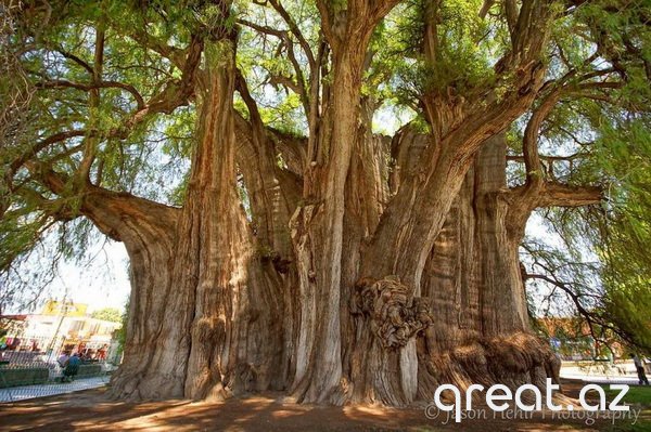 Qeyri-adi ağaclar (18 Foto)