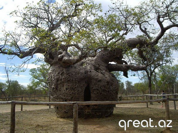 Qeyri-adi ağaclar (18 Foto)