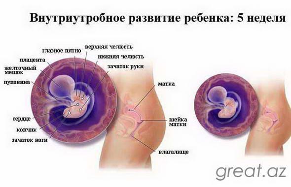 Hamiləliyin 5 həftəsi - embrionla nələr olur, hislər