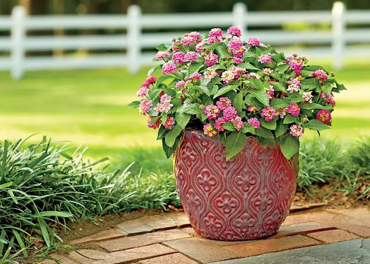 Dibçəkdə Çiçəklərin Sürətli Böyüməsi: Sirrlər və Tövsiy ... Dibçəkdə Çiçəklərin Sürətli Böyüməsi: Sirrlər və Tövsiy ...