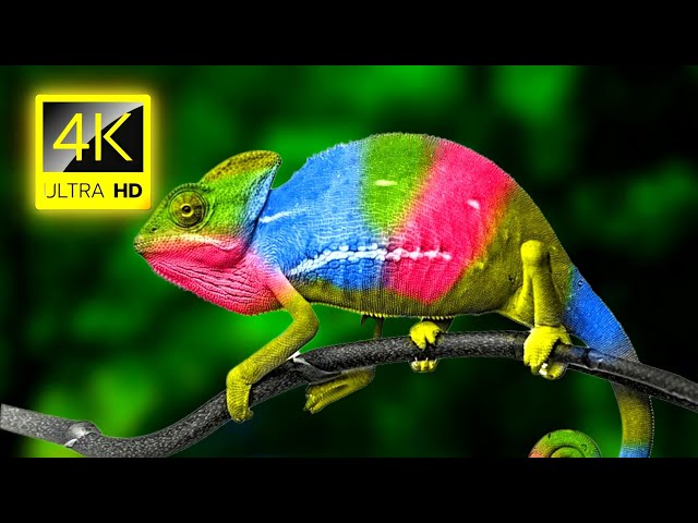 Ən Dəyişkən Bürclər: Fikrini Saniyələr İçində Dəyişənlər